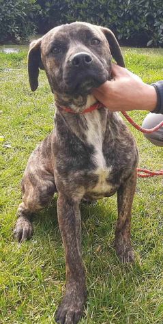 ROY 2 ANNI SIMIL AMSTAFF IN CANILE