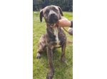 ROY 2 ANNI SIMIL AMSTAFF IN CANILE