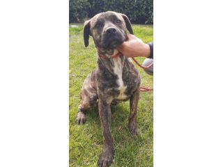 ROY 2 ANNI SIMIL AMSTAFF IN CANILE