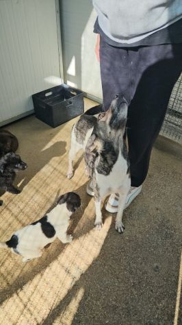 Mamma Cozza: dolce e socievole. Taglia contenuta - Foto 7