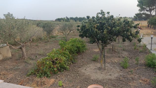Vendesi terreno agricolo recintato con fabbricato in zona Dattilo (Trapani) - Foto 3