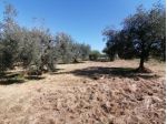 Nella provincia di Grosseto e precisamente  nella campagna Pitiglianese pie &hellip;