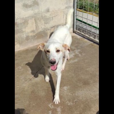 LIAM PACATO E AMOREVOLE; CAGNOLINO IN ADOZIONE - Foto 5