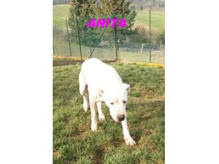 ANITA un amore di dogo! 8anni
