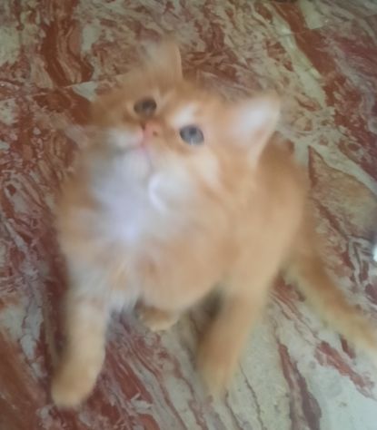 gattini siberiani cresciuti in famiglia coccoloni molto dolci - Foto 2