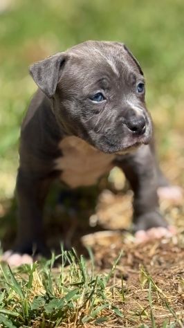 Amstaff cuccioli Blu - Foto 5