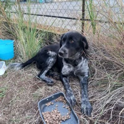 GIULIA e ODETTE una teglia per due CAGNOLINE IN ADOZIONE - Foto 7