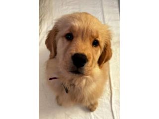 Cuccioli Golden Retriever alta genealogia