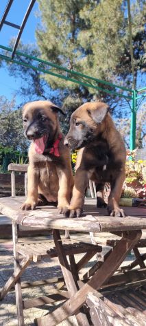 Allevamento e Cuccioli Malinois a Taranto - Foto 2