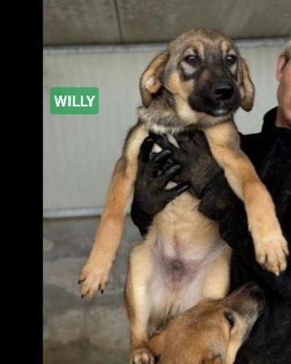CUCCIOLI IN ADOZIONE: WILLY GIOIOSO LUPETTO TG MEDIA - Foto 4