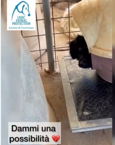 Grisbi 2/3anni cresce timido in box SOS LIBERTÀ. PUGLIA - Foto 3