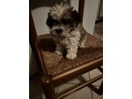 Cuccioli di Maltipoo