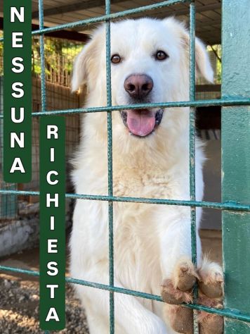 WHISKY CARATTERE ECCEZIONALE SALVATO DAL SUO AGUZZINO CERCA CASA CANE IN ADOZION - Foto 6