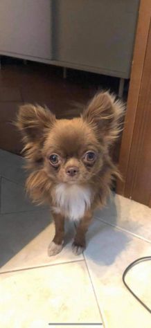 Mini cuccioli chihuahua - Foto 6