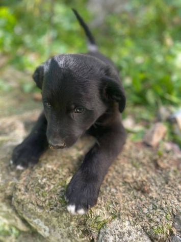 Brunello cucciolo - Foto 2