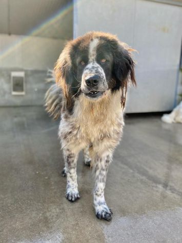 CANE IN ADOZIONE LO SGUARDO DI ORSO - Foto 3