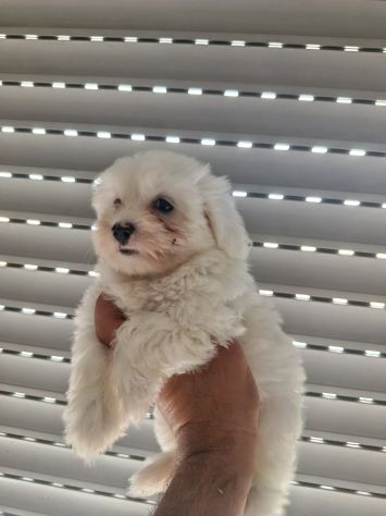 Cuccioli di maltese mini - Foto 2