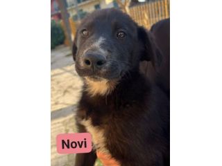 CUCCIOLI IN ADOZIONE