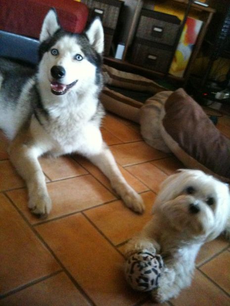 Dogsitter, catsitter, pensione cani casalinga ROMA: Acilia Axa Casal Palocco - Foto 3