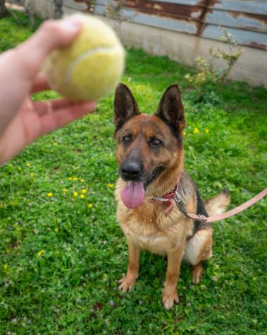 LAIKA, MERAVIGLIA FATTA CANE - Foto 3