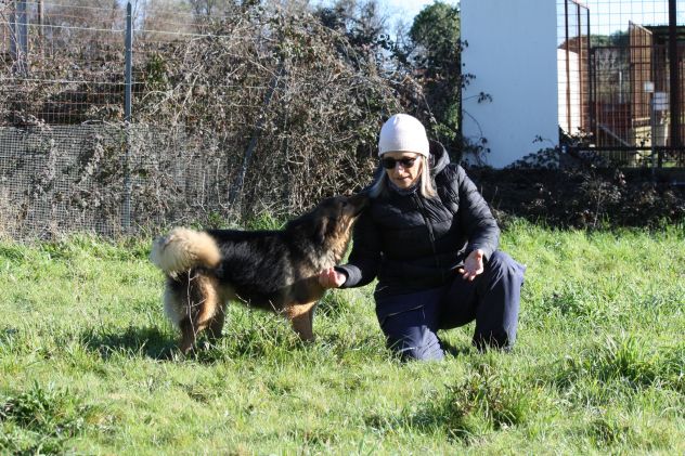 Adotta un cane dal canile, salva la sua vita! - Foto 2