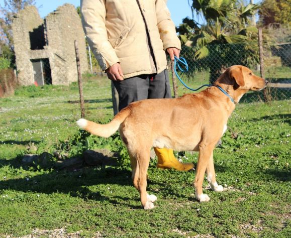 ANETO, doclissimo mix labrador URGENTE - Foto 4