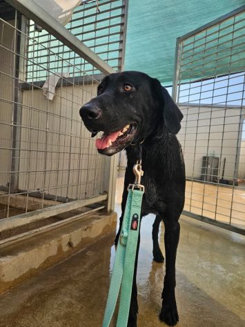 Massy: cucciolone incrocio bracco dolcissimo - Foto 8