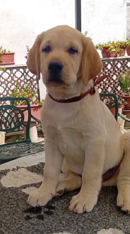 Labrador Retriever Cuccioli con pedigree - Foto 2
