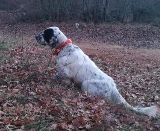 Allenamento e/o Addestramento Cani da Caccia (preferibilmente Setter Inglesi) - Foto 7