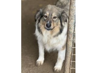 PERSIA, buona come il pane chiusa in rifugio