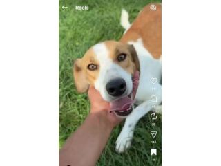 I CUCCIOLI DIMENTICATI ZACK e ZELDA tg medio contenuta, cane in adozione