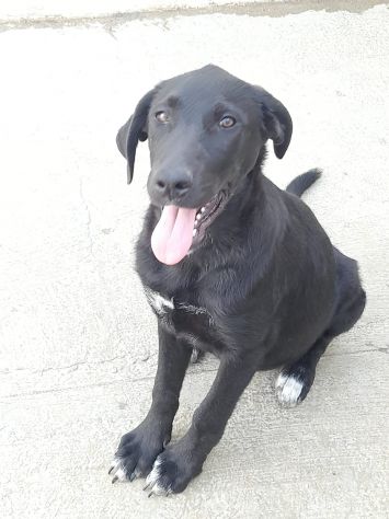 CUCCIOLA NERA – 4 MESI Futura taglia media IN CANILE - Foto 5