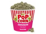 Harlequin Popcorn