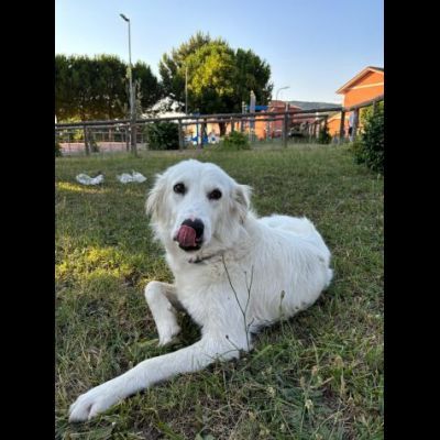 NEVE MERAVIGLIOSA CAGNOLINA IN ADOZIONE - Foto 5