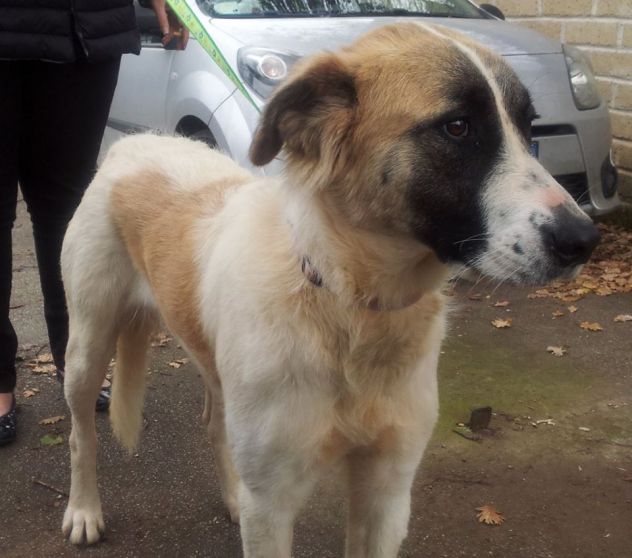 LEA, dolcissima cagnolina dalla bontà disarmante - Foto 2