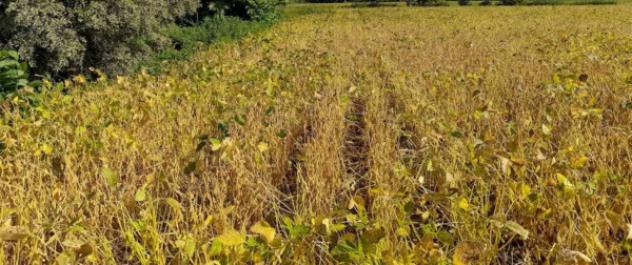 Immobile in asta di 16800 m² in vendita a Fossalta di Portogruaro - Foto 3
