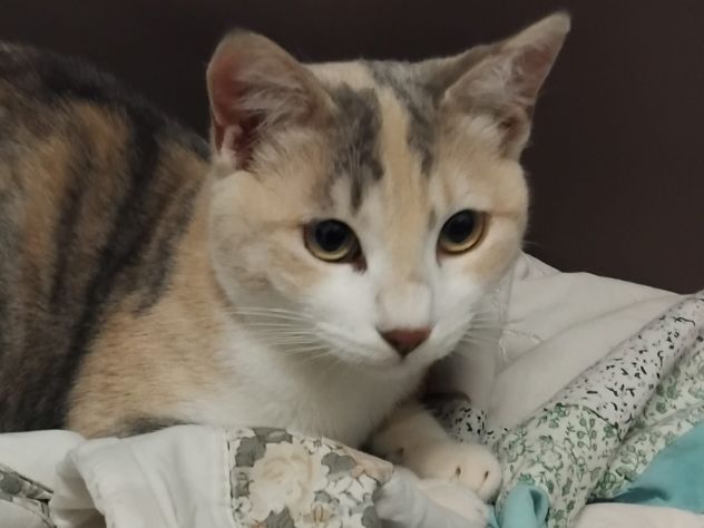 BONNIE, 6 mesi, dolce come il miele - Foto 2