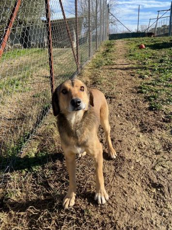 UBALDA E UGOLINO CAGNOLINI IN ADOZIONE - Foto 7