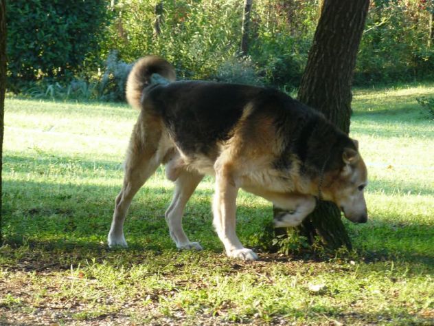 Pensione cani - Foto 3