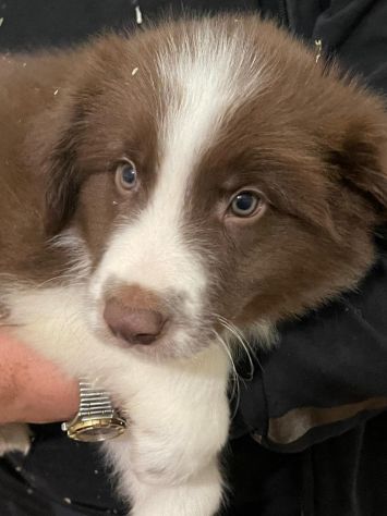 Border collie cuccioli di alta genealogia