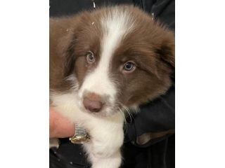 Border collie cuccioli di alta genealogia