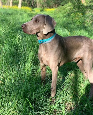 Meravigliosi Cuccioli di Weimaraner con Pedigree ENCI - Foto 3