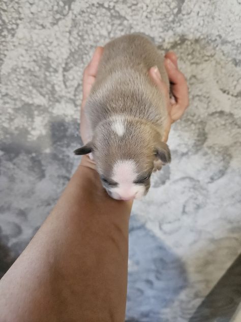 Bulldog francese lilac - Foto 8