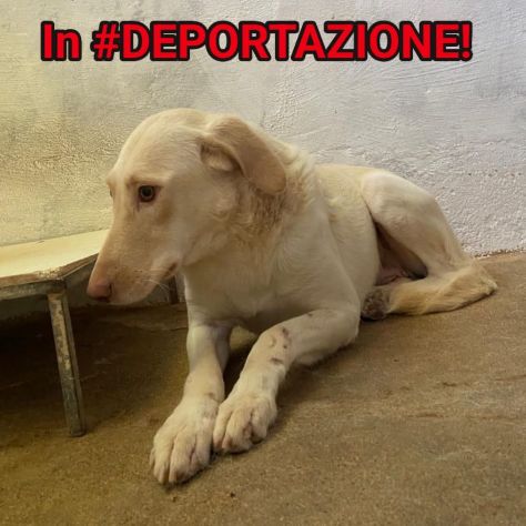 ELETTRA UNA DELLE MIGLIAIA DI ANIME PERSE CAGNOLINA IN ADOZIONE - Foto 3