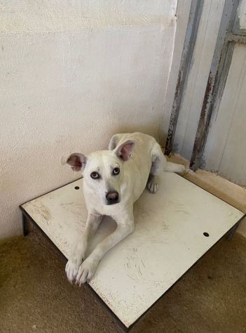 UBALDA TIMIDA PACATA MOLTO CALMA CAGNOLINA IN ADOZIONE - Foto 4