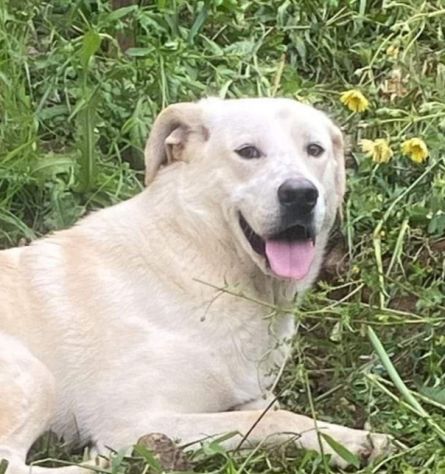 LIBECCIO bravo e pacato, aspetta una famiglia, cane in adozione