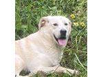 LIBECCIO bravo e pacato, aspetta una famiglia, cane in adozione