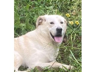 LIBECCIO bravo e pacato, aspetta una famiglia, cane in adozione