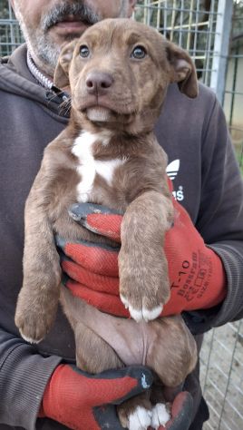 CUCCIOLA PITBULL MOKA 2 MESI IN CANILE - Foto 6