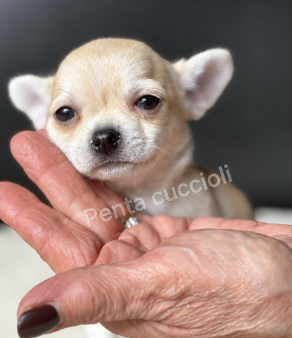 Gloria - Chihuahua toy femmina di 3 mesi, dolce e mansueta